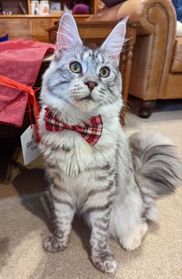 Nuka with a Christmas Bowtie