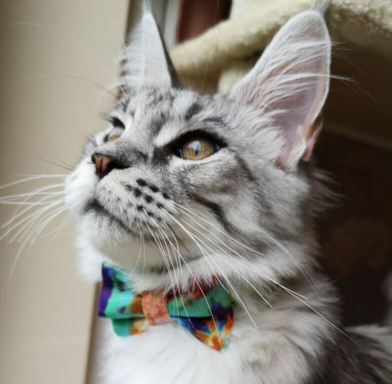 Nuka Bowtie