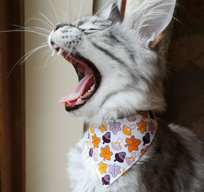 Nuka With Acorn bandana