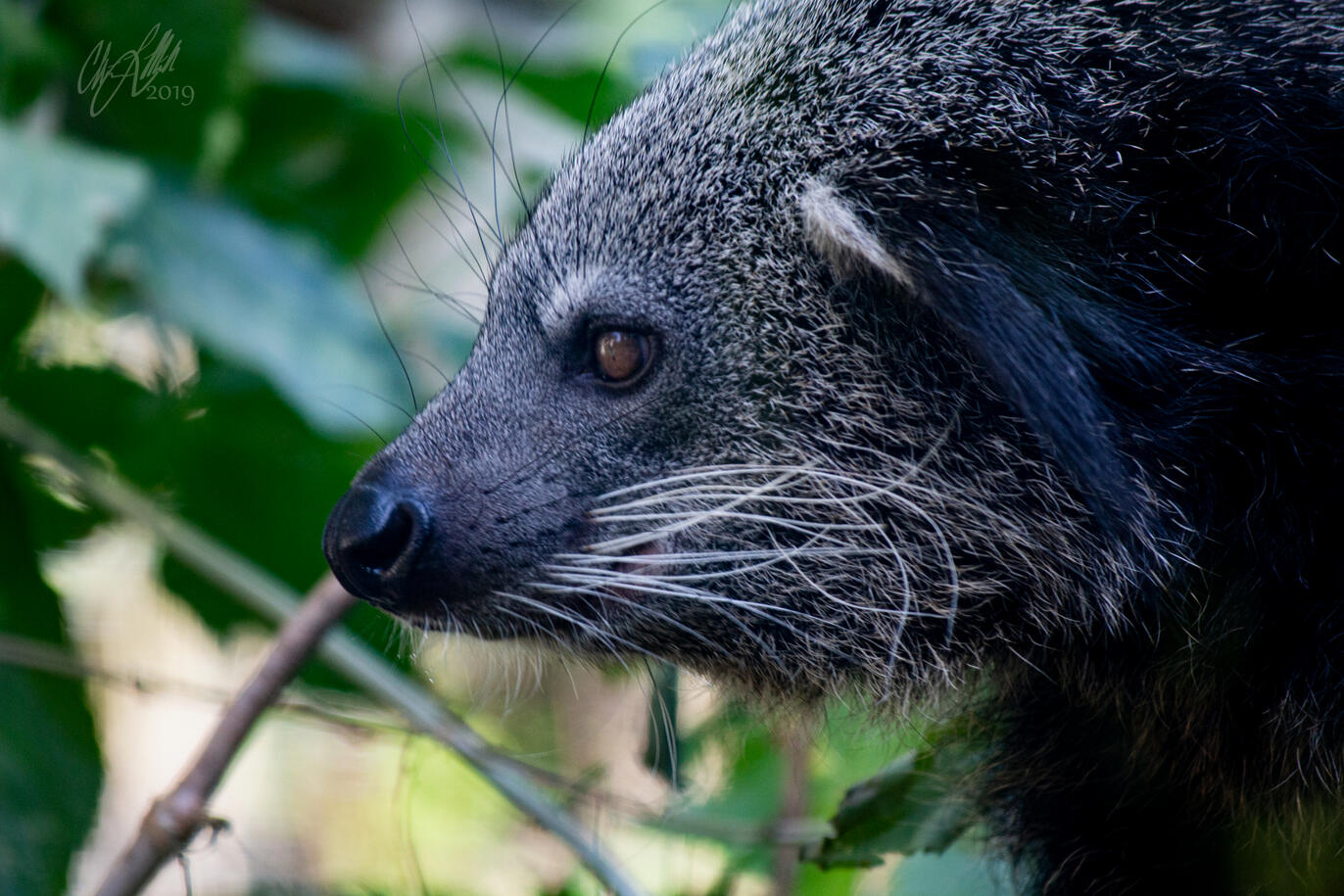 Binturong