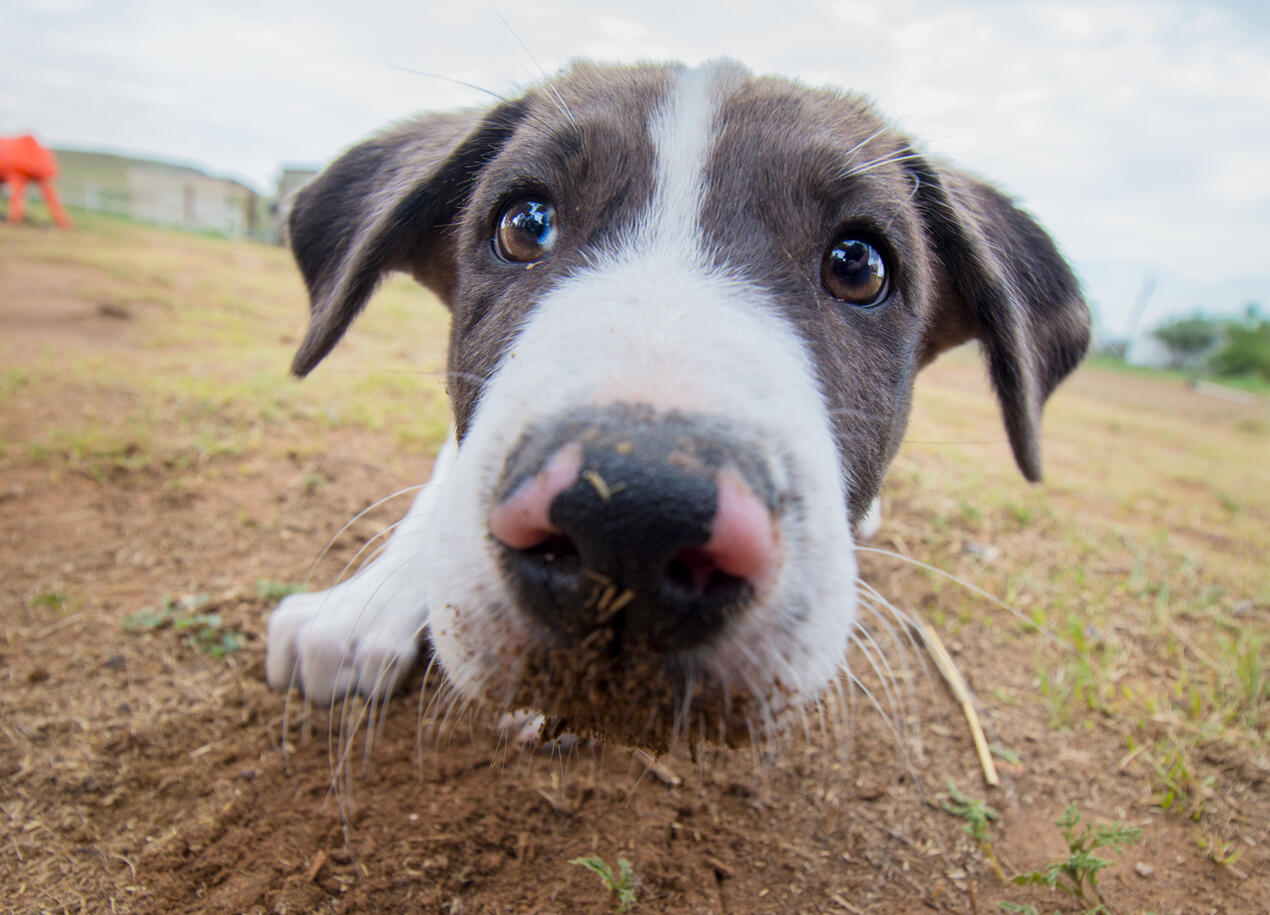 Fisheye Puppy