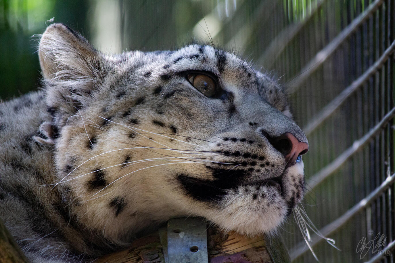 Snow leopard