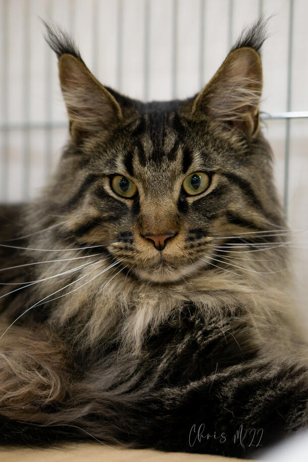Bucky Maine Coon